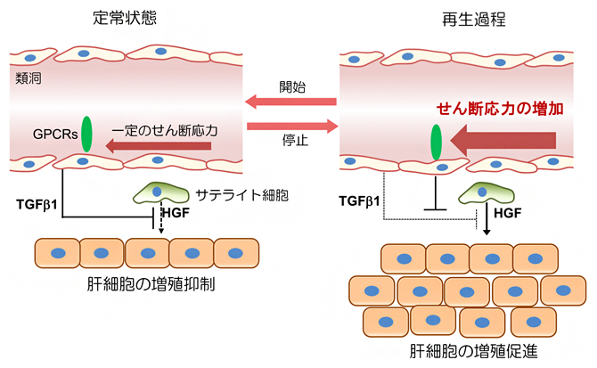 血管内皮細胞へのせん断応力が肝再生の開始と停止を制御するモデルの図