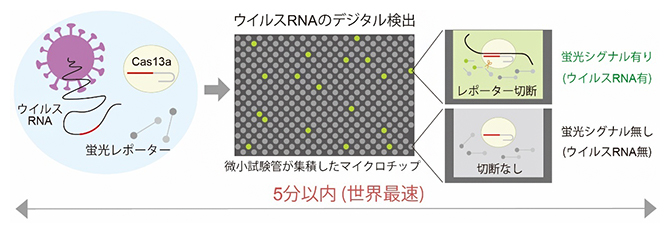 SATORI法によるウイルスRNAのデジタル検出原理の図