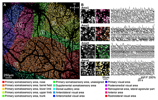 FASHIO-2PMによって観測されたマウス大脳皮質2層の神経細胞の図