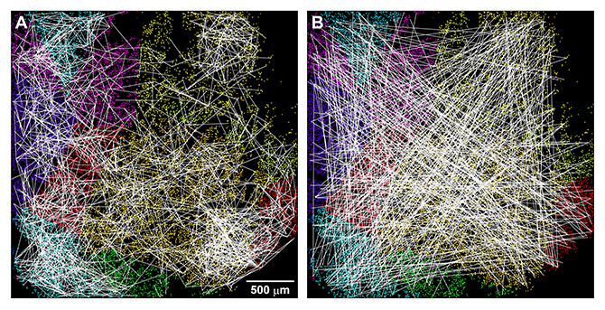 大脳新皮質ネットワークの機能的ネットワーク解析の図