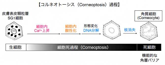 顆粒層SG1細胞の細胞死（Corneoptosis）過程で酸性化が起きるの図