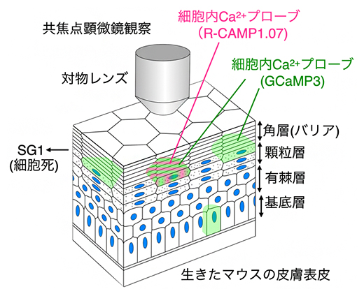 本研究で開発した表皮観察用のライブイメージング法の図