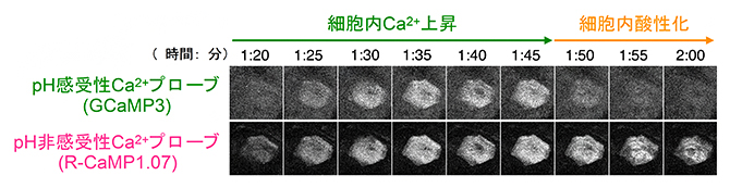ライブイメージングによる細胞内の変化の図