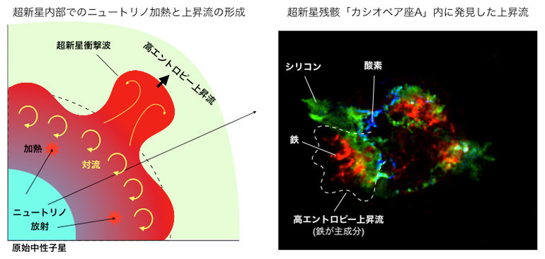 超新星内部での上昇流形成プロセスと超新星残骸カシオペア座Aの図