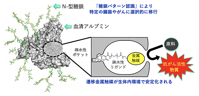 マウス体内の特定の部位で機能する人工金属酵素の図