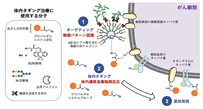 体内タギング治療の概略の図