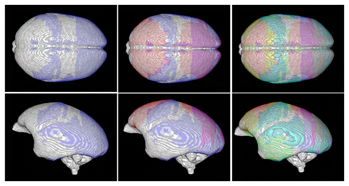 コモンマーモセットの「大脳皮質遺伝子発現プロジェクションマッピング」の図