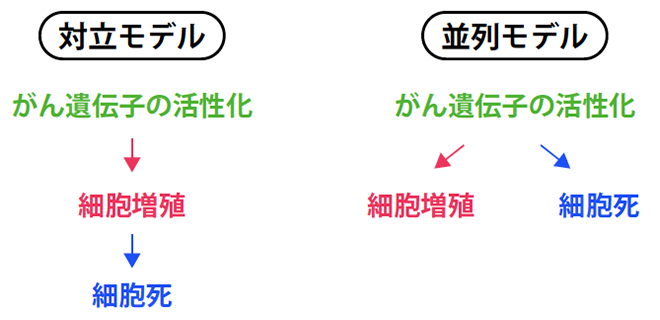 がん遺伝子の活性化によって引き起こされる細胞死の二つの考え方の図