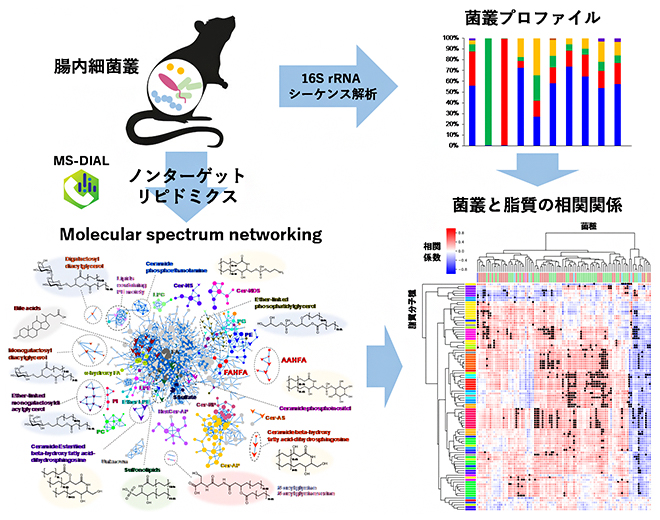 ノンターゲットリピドミクス技術を用い、マウス腸内細菌叢と脂質の関連を明らかにしたの図