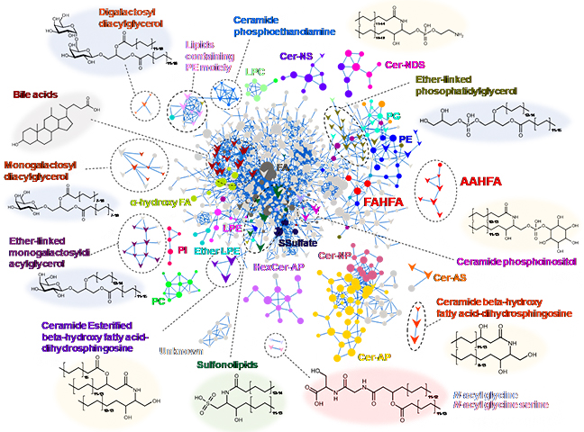 マウス糞便中脂質のMolecular spectrum networkingの結果の図