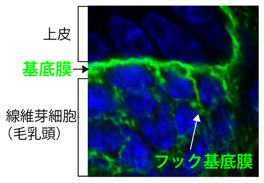 上皮と線維芽細胞の異種組織間インターフェースを形成する基底膜の図