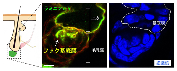 上皮と毛乳頭をつなぐフック基底膜の発見の図