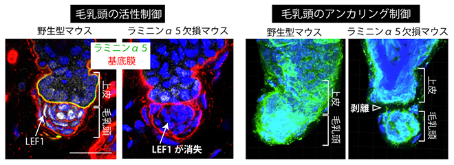 フック基底膜による毛乳頭の活性制御(左)と上皮へのアンカリング(係留)制御の図