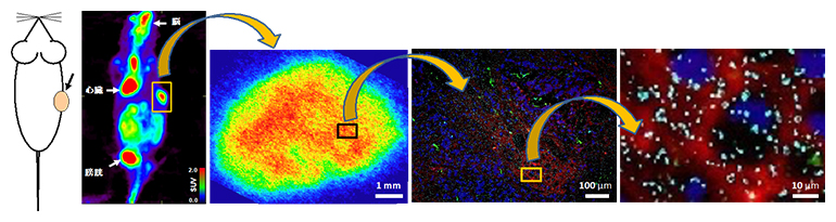マクロからミクロレベルの18F-FDG分布と蛍光多重免疫組織染色の図