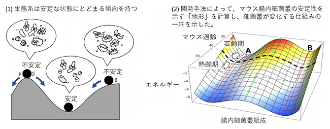 加齢に伴うマウス腸内細菌叢組成の安定状態の変化の図