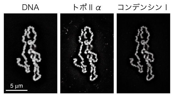 再構成系した染色体の図
