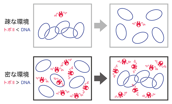環境に依存したトポⅡαの反応の図