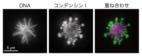 奇妙な形状のクロマチン凝集体 Sparklerの図