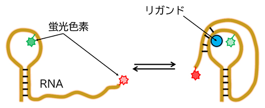 リボスイッチのリガンド結合と構造変化の図