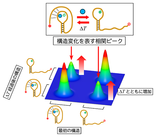  2D-FLCSによるRNAの構造変化計測の図