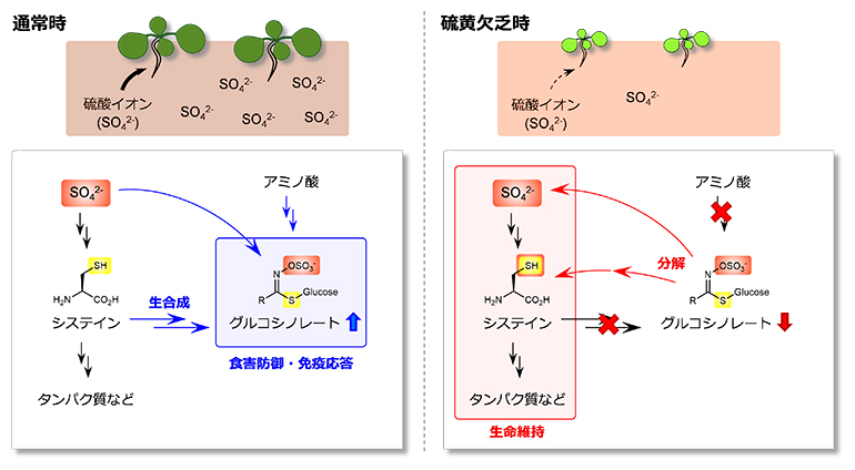 通常時と硫黄欠乏時のグルコシノレートの役割の図