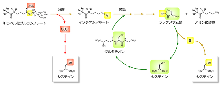 グルコシノレートから硫黄原子をシステインに受け渡す分子の流れの図