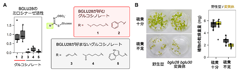 グルコシノレートからの硫黄回収に関わる糖分解酵素（ミロシナーゼ）の同定の図