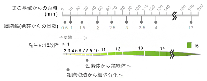 コムギの葉の発生過程の図