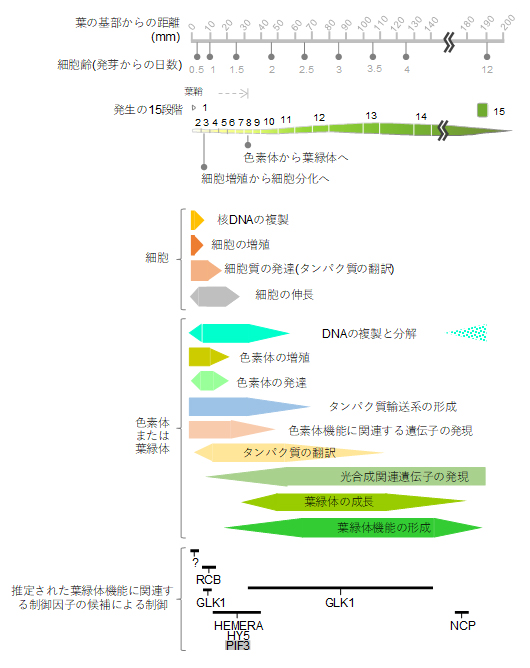 本研究で明らかになったコムギの葉の発生過程における細胞内の変化の図