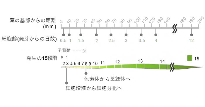 コムギの光合成は2段階の葉緑体発生過程を経て成立する 理化学研究所
