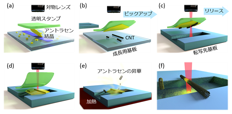 単層カーボンナノチューブの転写工程の模式図の画像