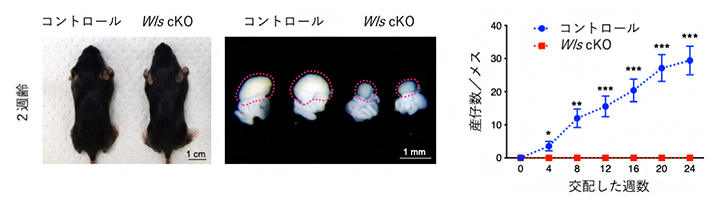 Wls 条件付きノックアウトマウス（Wls cKOマウス）の表現型の図