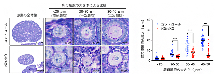 Wntシグナルを抑制した場合の卵巣の表現型の図