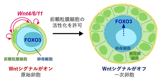 原始卵胞の活性化メカニズムのモデルの図