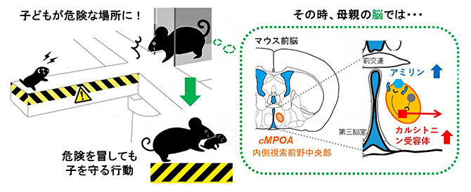 崖っぷちの子を助けに行く母親の脳で起きている分子機構を発見の図