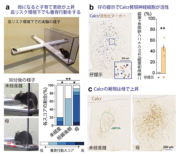 母親マウスにおける子育て意欲の上昇と活性化される神経細胞の探索の図