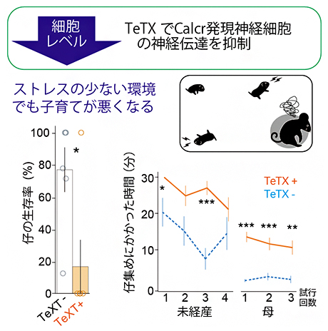 Calcr神経細胞は子育てに必須の図