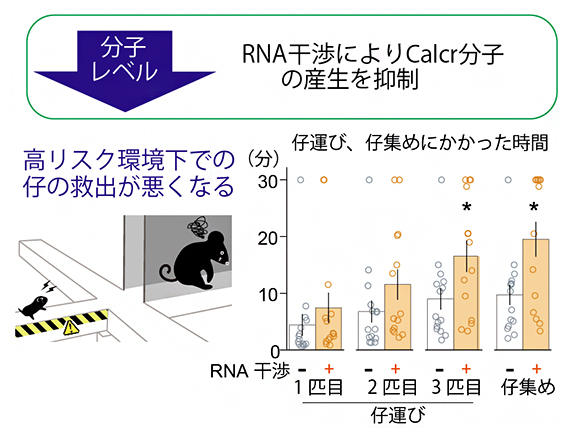 Calcr分子の量を減らしたマウスの高リスク環境における子の救出の抑制の図