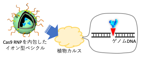 ナノカプセルに内包したCas9 RNPを植物カルス細胞内へ送達し、ゲノム編集を行うの図