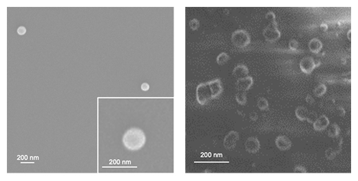 代表的なPICsomeの電子顕微鏡像（左）と切片の電子顕微鏡像の図