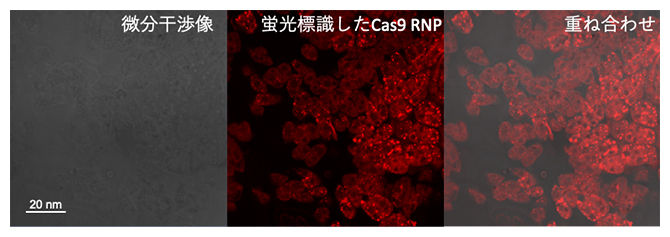 CPP-PICsomeに内包したCas9 リボヌククレオタンパク質(RNP)の細胞内局在の図