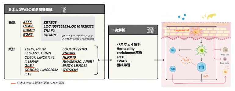 アトピー性皮膚炎の遺伝的要因に関する本研究の全体図の画像