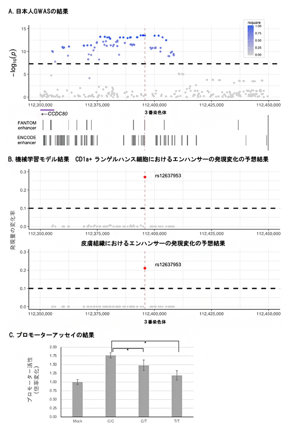 CCDC80領域のGWAS結果と機械学習モデルの結果とプロモーターアッセイの結果の図