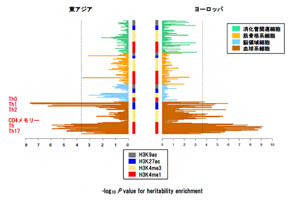 アトピー性皮膚炎の疾患関連変異の遺伝子制御領域への集積の図