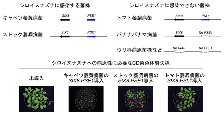 土壌病原菌フザリウムの宿主決定に必要な二つの遺伝子（SIX8とPSE1）を特定の図