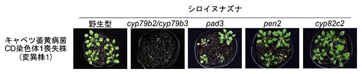 トリプトファン由来の生体防御物質に依存する免疫の抑制に関与するCD染色体1の図