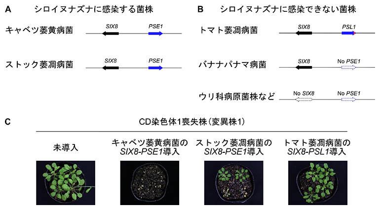 CD染色体1に座乗する二つの病原性遺伝子の遺伝的および機能的な保存性の図