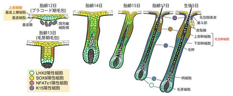 マウスの毛包発生の模式図の画像