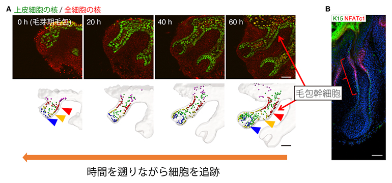 毛包発生の長期ex vivoライブイメージングと毛包幹細胞の発生系譜の同定の図