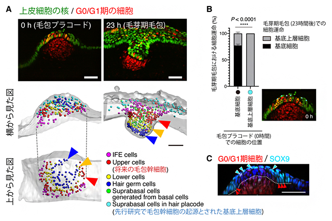 毛包幹細胞の発生予定領域の同定の図